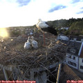 20_15-nest.jpg