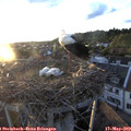 20_20-nest.jpg