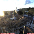 20_25-nest.jpg