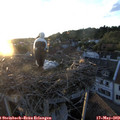 20_35-nest.jpg