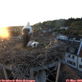 20_45-nest.jpg