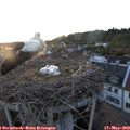 20_50-nest.jpg