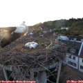 20_55-nest.jpg
