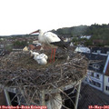 05_40-nest.jpg