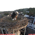 05_50-nest.jpg