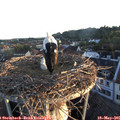 05_55-nest.jpg