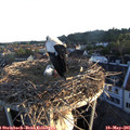 06_05-nest.jpg
