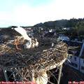 06_15-nest.jpg