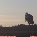 06_20-mast.jpg