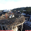 06_20-nest.jpg