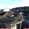 06_30-nest.jpg
