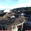 06_35-nest.jpg