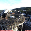 06_40-nest.jpg