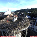 06_50-nest.jpg