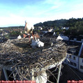 06_55-nest.jpg