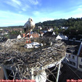 07_25-nest.jpg