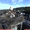 07_35-nest.jpg
