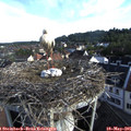 07_40-nest.jpg