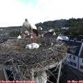 07_45-nest.jpg