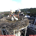 07_50-nest.jpg