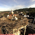 08_00-nest.jpg