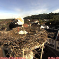 08_10-nest.jpg