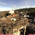 08_15-nest.jpg