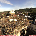 08_20-nest.jpg
