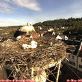 08_25-nest.jpg
