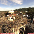 08_30-nest.jpg