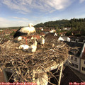 08_35-nest.jpg