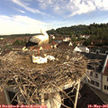 08_45-nest.jpg