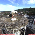 08_50-nest.jpg