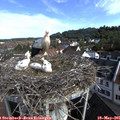 08_55-nest.jpg