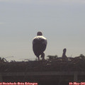 09_00-mast.jpg