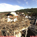 09_00-nest.jpg