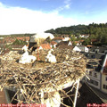 09_05-nest.jpg