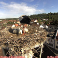 09_10-nest.jpg