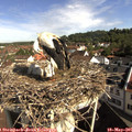 09_20-nest.jpg