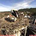 09_25-nest.jpg