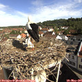 09_30-nest.jpg