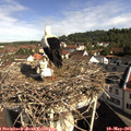 09_35-nest.jpg