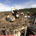 09_40-nest.jpg