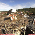 09_45-nest.jpg
