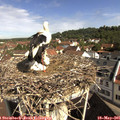 09_50-nest.jpg