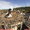 09_55-nest.jpg