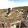 10_00-nest.jpg