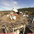 10_05-nest.jpg