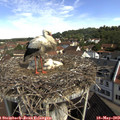 10_10-nest.jpg