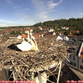 10_15-nest.jpg